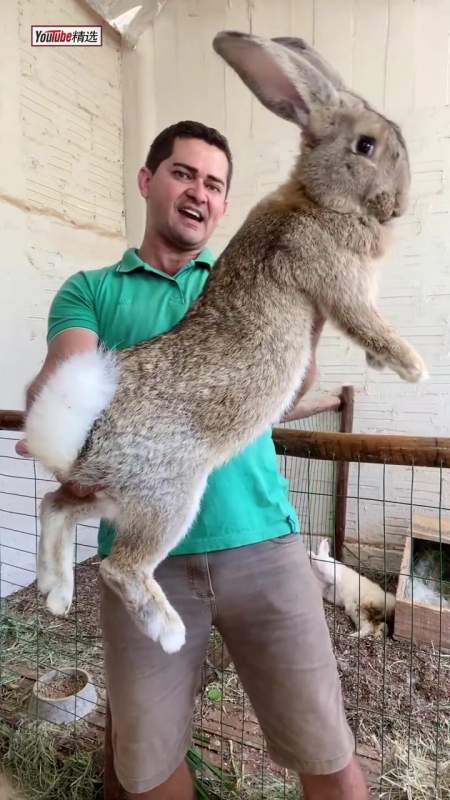 原产于比利时的巨型花明兔(flemish giant rabbit),体重可以超过10