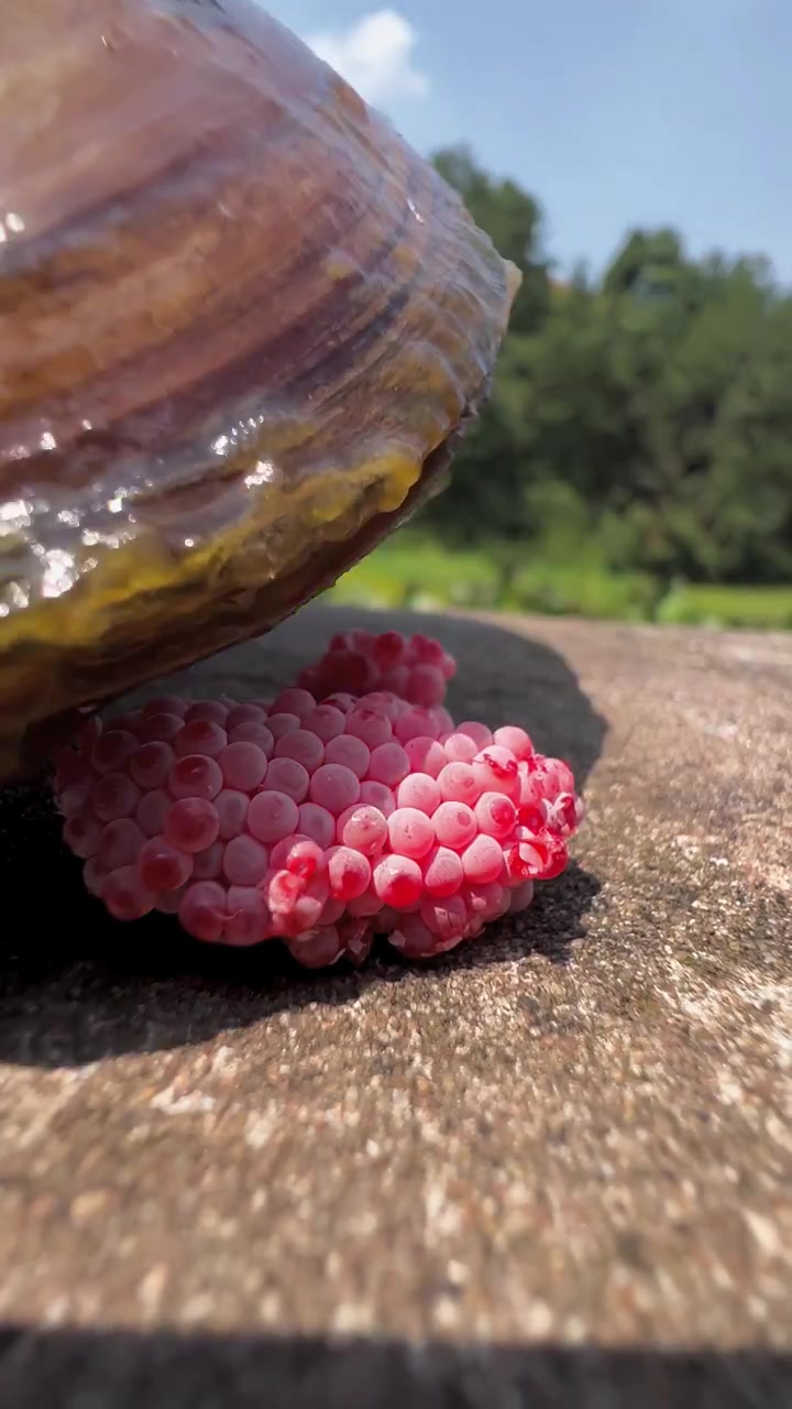 河蚌压碎福寿螺卵