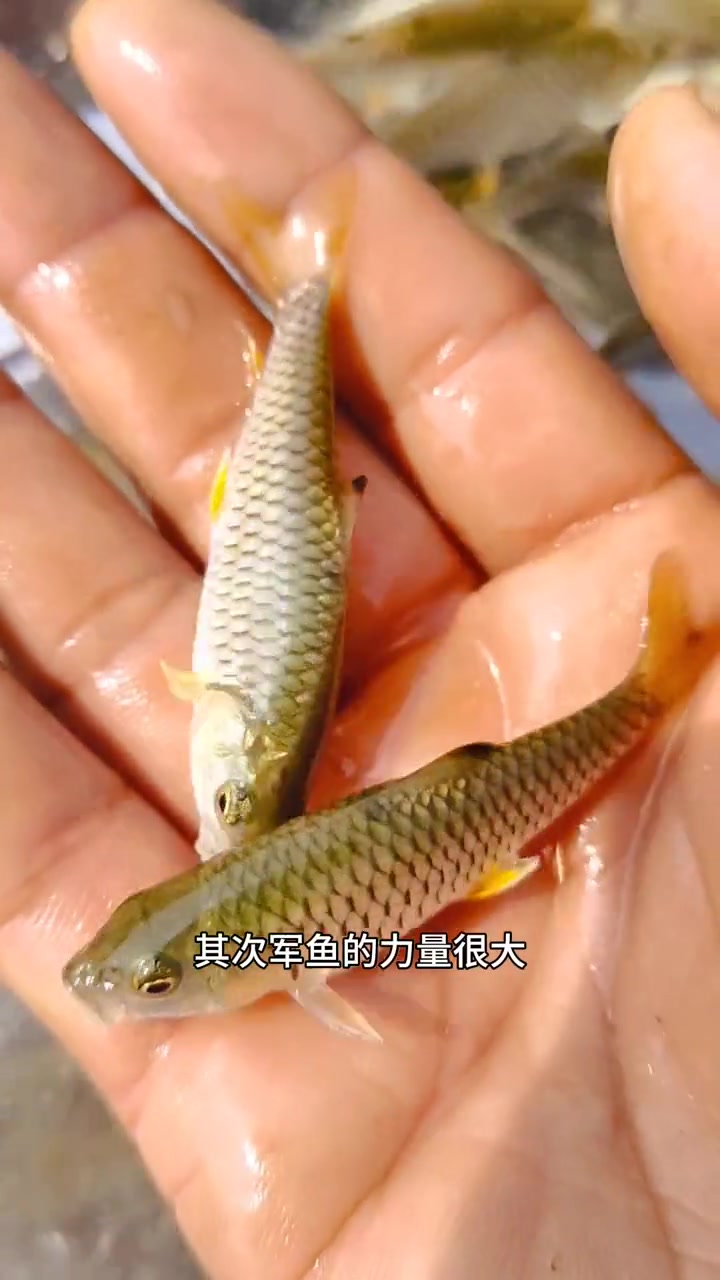 军鱼,学名光倒刺鲃,也叫军鱼苗,青棍,光鱼.路亚爱好者的理想鱼.