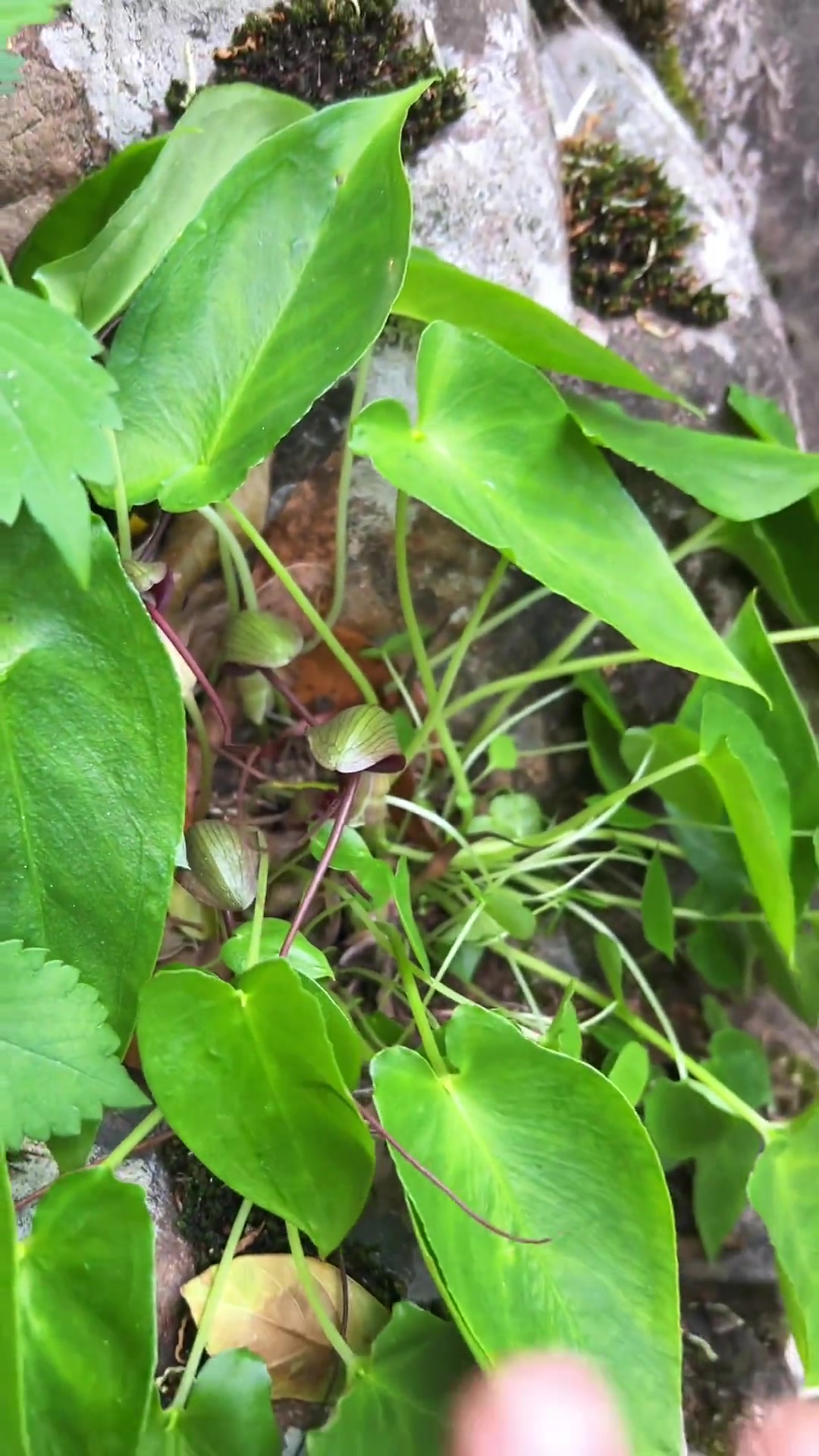 石半夏,又叫滴水珠!小小的身体蕴藏着丰富的能量!