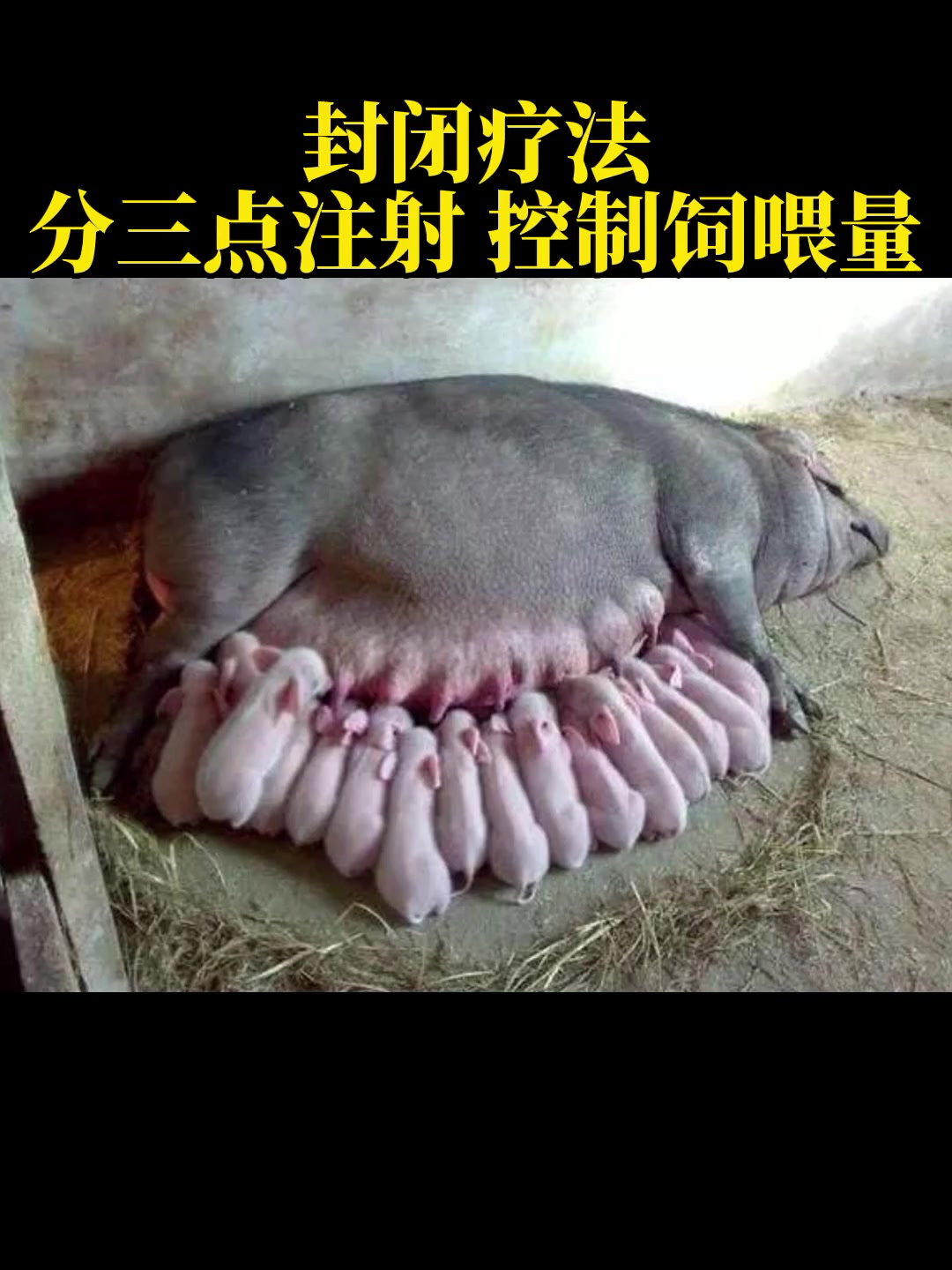 母猪乳房炎如何封闭治疗 养猪人 养猪技术 每天分享养猪知识 每天分享