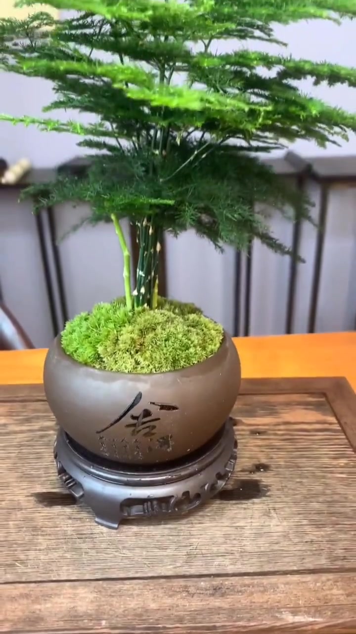 这小竹子特别好养.而且还给你带盆儿哦.精品盆景 好物推荐 室内绿植