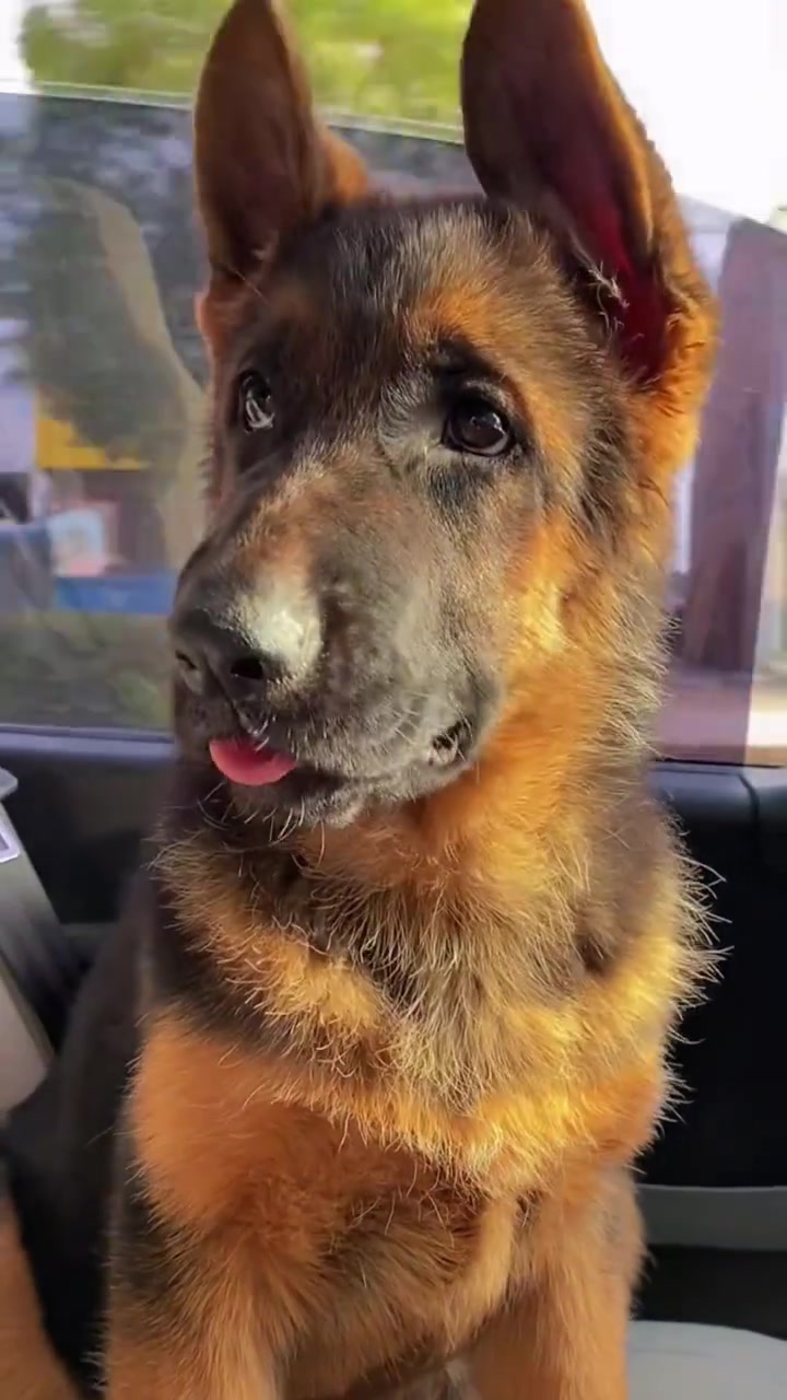 德国牧羊犬 歪头杀我忍了,但是你这白眼是给谁看的