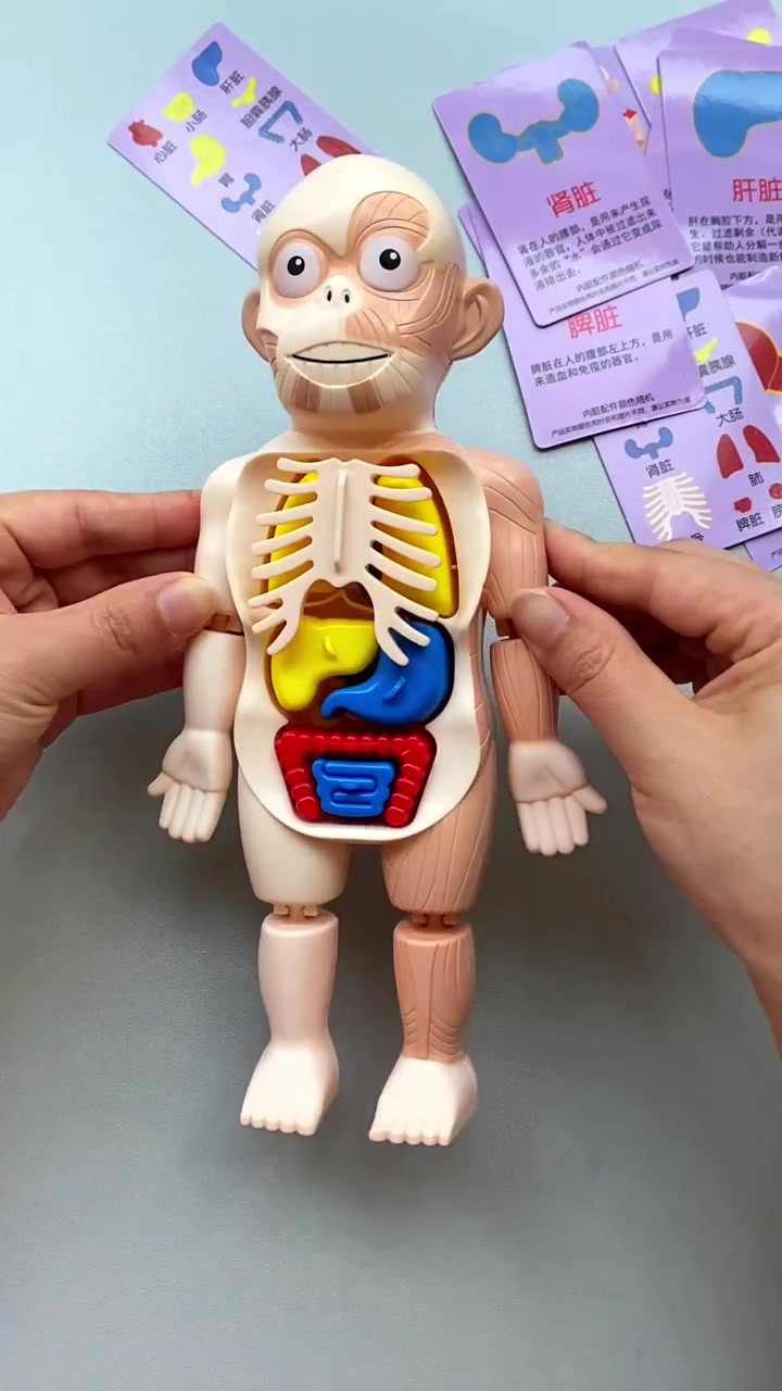 孩子总是好奇我们的身体,这个人体器官模型拼装玩具,可以让孩子认识