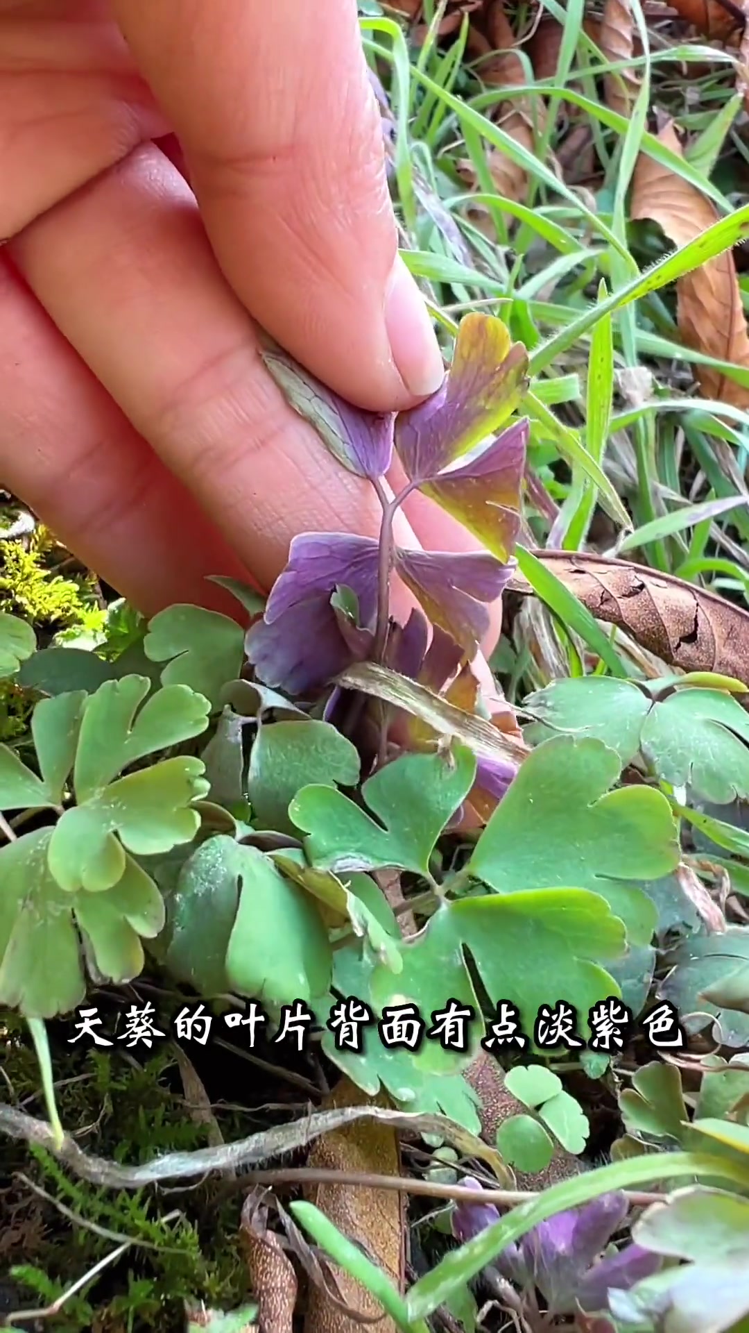 这棵植物竟然叫做"千年老鼠屎",帮助过好多人的本草!