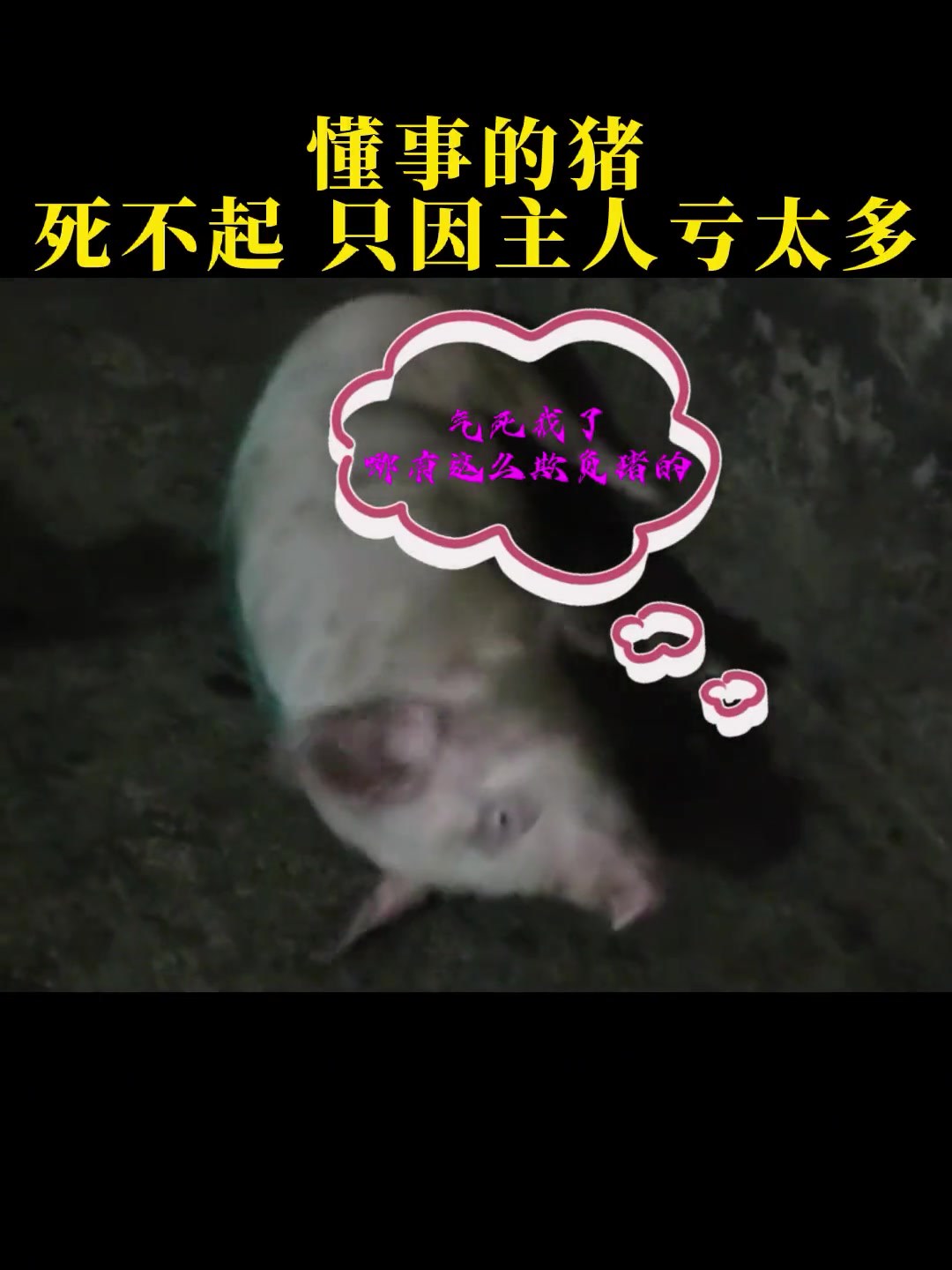 猪和人的区别:猪永远是猪,而大企有时候就不是人,连猪都不如 脑膜炎