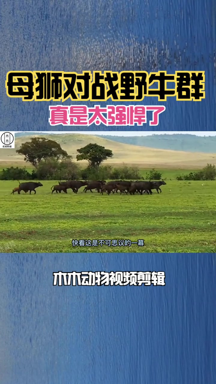 成功狩猎小野牛,真是太强悍了 野生动物 野牛 狮子 野牛大战狮子 母狮