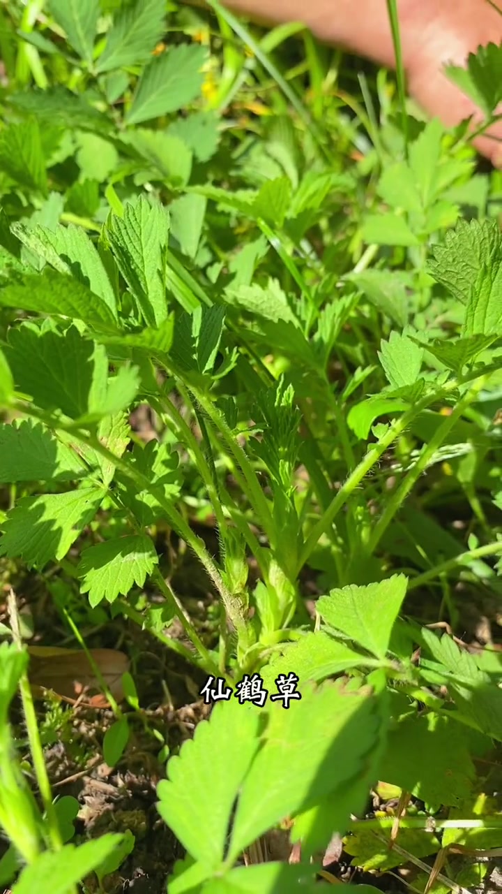 仙鹤草,别名脱力草,农村老人为啥把它当成宝呢?
