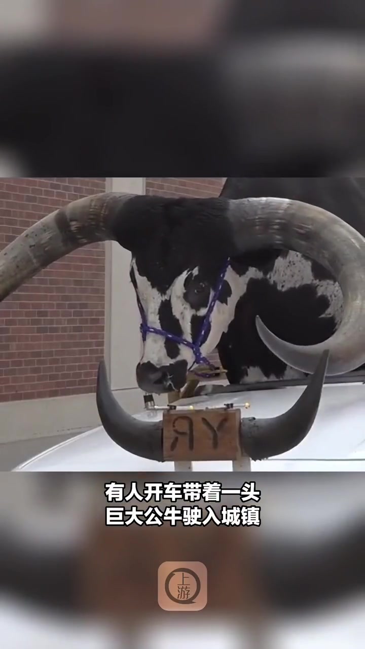 近日美国男子改装车辆带公牛兜风被警察拦下公牛一脸淡定来源海客新闻