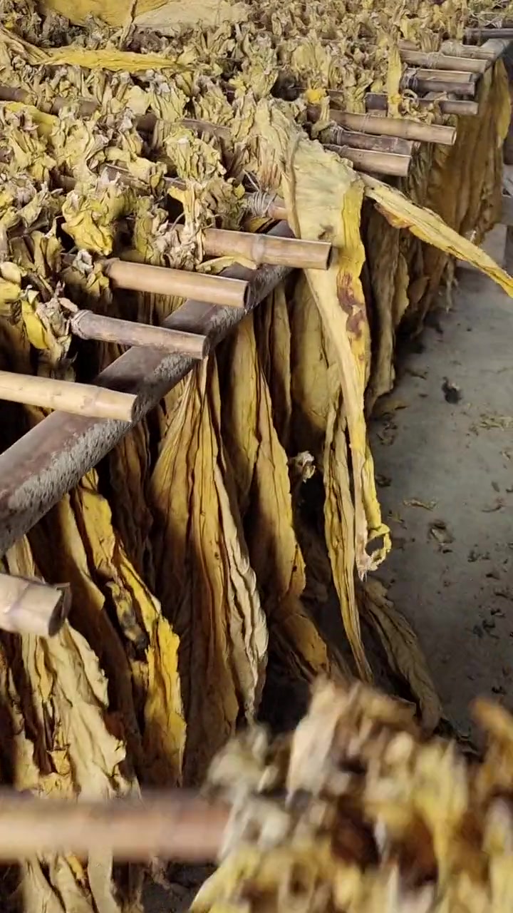 满房黄使用效果 满房黄少霉烂青筋挂灰 满房黄烟叶更橘黄