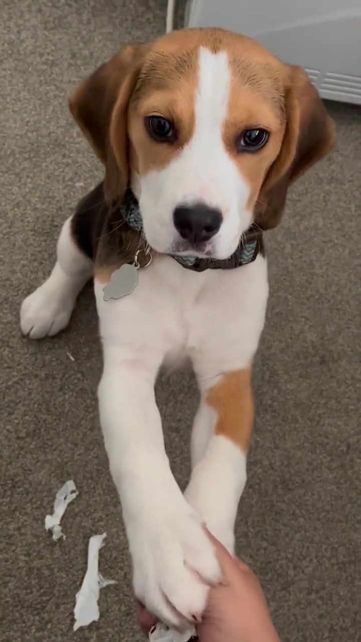 比格犬 三个月大自行车座技能展示