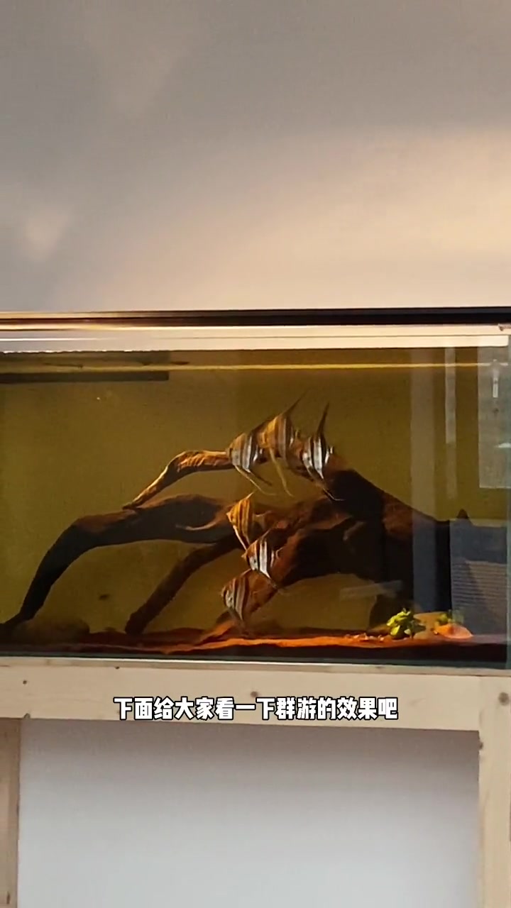 埃及神仙鱼缸 养鱼日记 观赏鱼 南美鱼 南美缸 沉木造景 埃及神仙