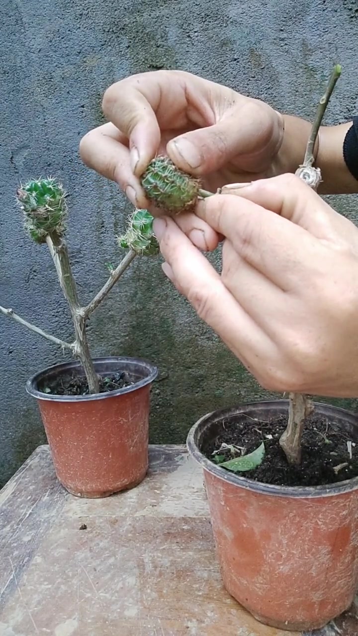 火龙果嫁接球因为是平接下面削的比较多,叶仙是屁接《也叫插接法》