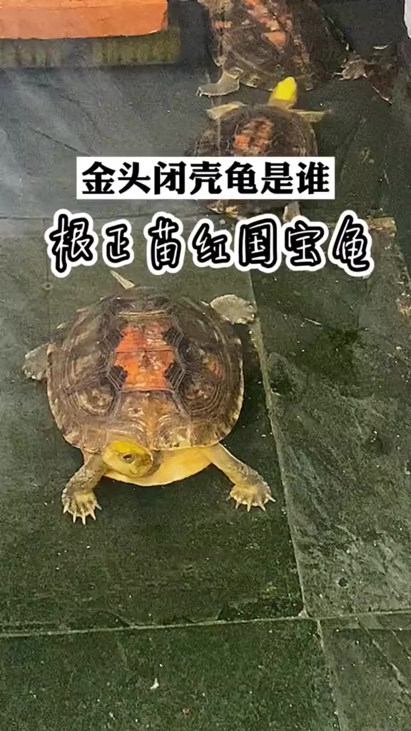 金头闭壳龟不用我多说了吧,感谢为本次拍摄提供龟种的西熔大神,爱龟护
