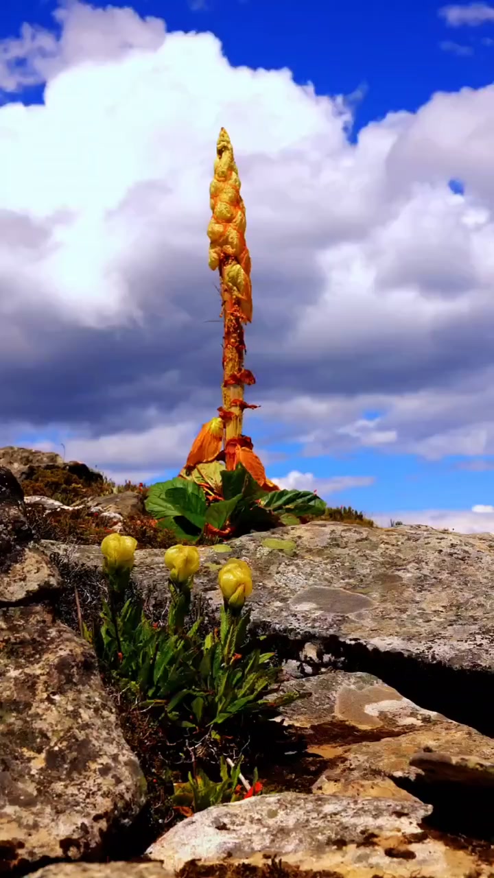 塔黄的生命即将结束迎来的是雪莲花的开花结果