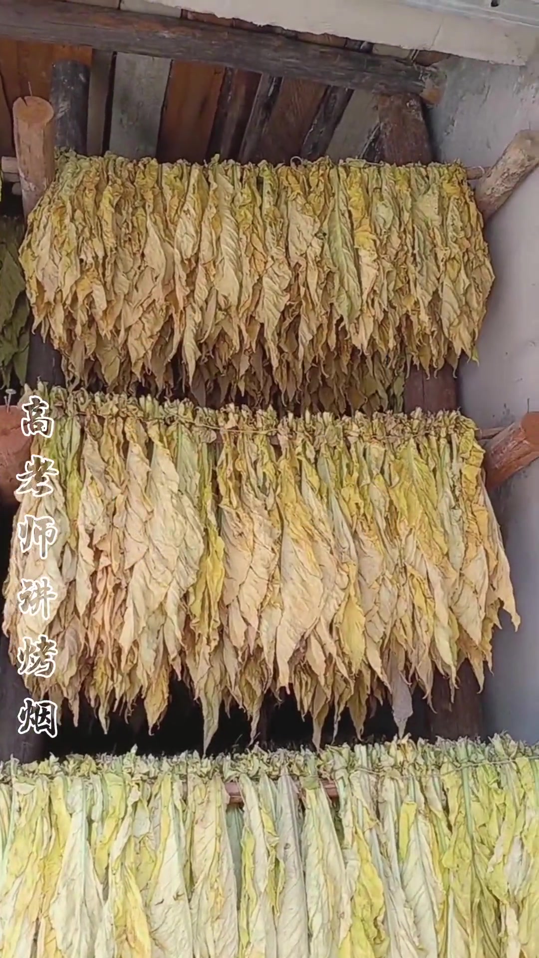 容易挂灰的烟叶,又不敢试"冷烤",可以参考一下 烤烟 叶连根和长好烟