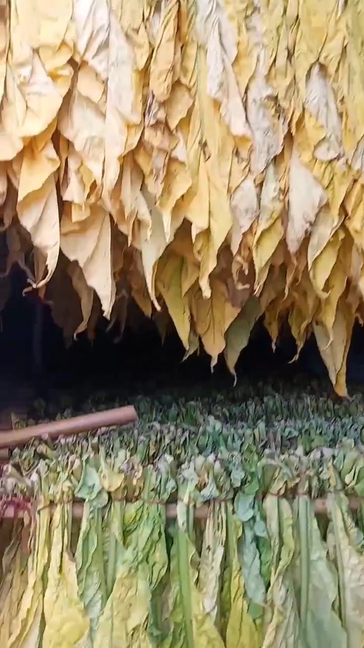 上部烟叶容易挂灰,牢记几点 烤烟 烤烟烘烤技术视频 满房黄-度小视