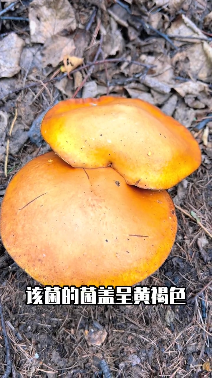 会分泌乳汁的毒蘑菇:点柄乳牛肝菌 科普 野生菌 毒蘑菇