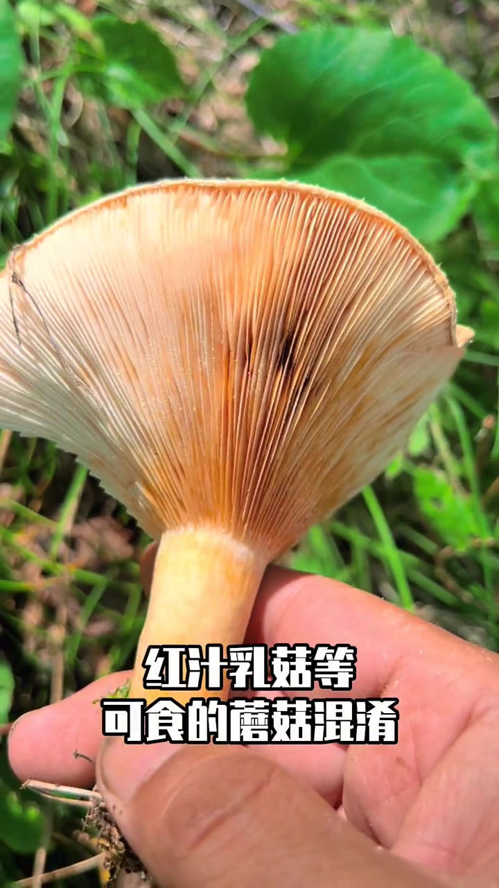 误食能引起四肢末端剧烈疼痛的毒蘑菇:毛头乳菇 萌知计划 科普 毒蘑菇