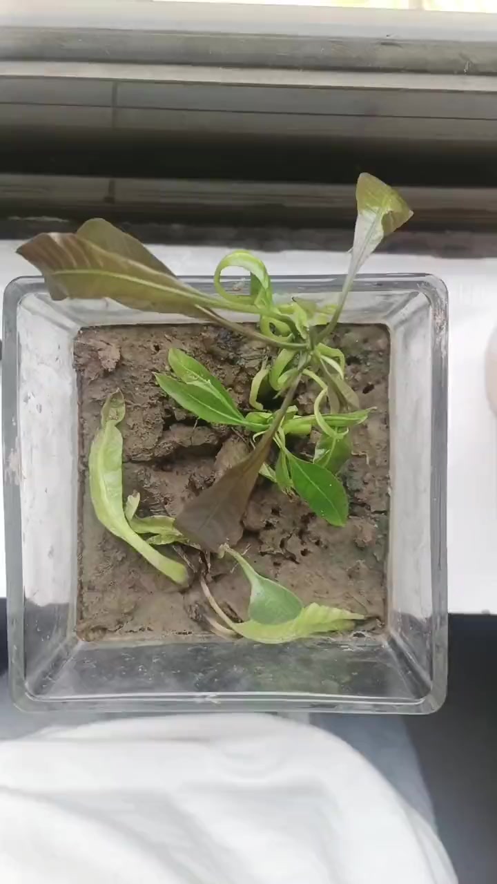 生命的力量 你能叫出它的名字吗 谁知道这是什么 芒果核长出的树苗