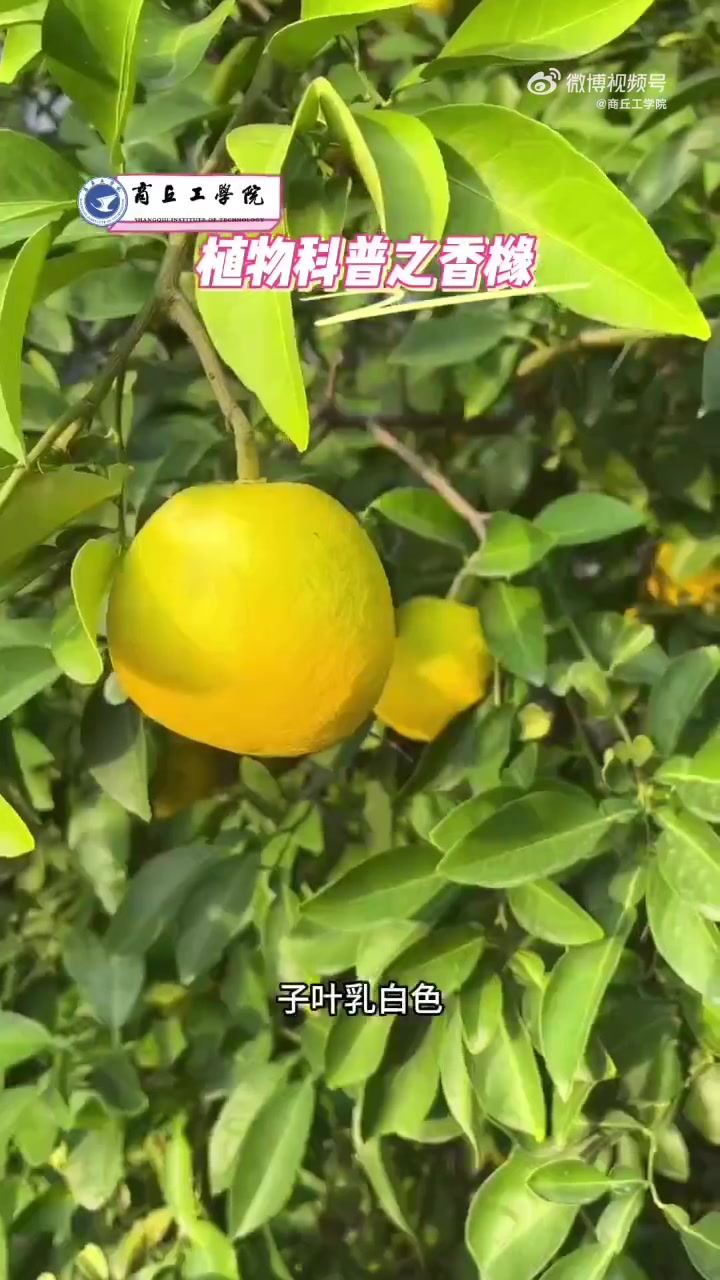 今天给大家科普的是香橼,快来一起了解一下吧.(主播:杨帆 录制:卢杰)