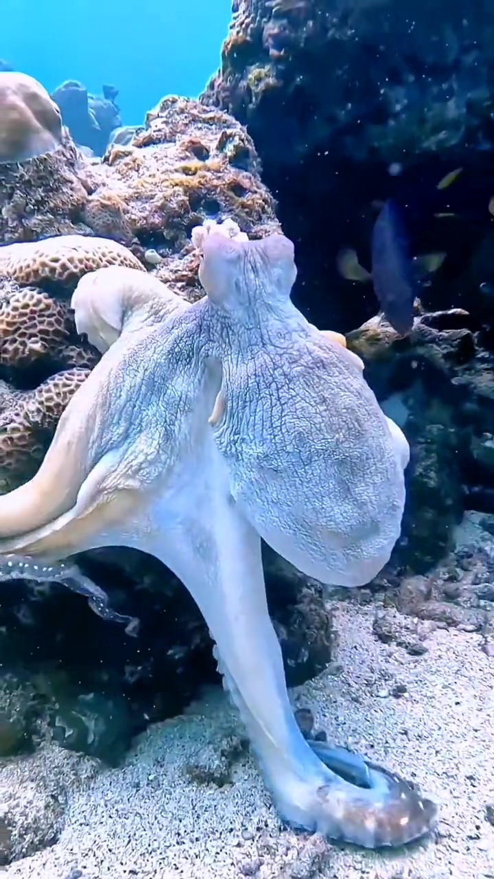 海洋生物的长相能有多奇怪 海洋动物 奇妙的海洋生物 海底世界 神奇的