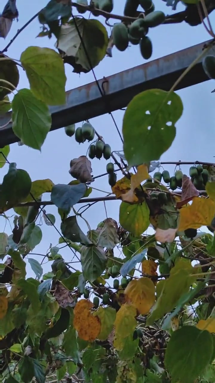 月底开始起苗发货 软枣猕猴桃 软枣猕猴桃 树苗 软枣苗