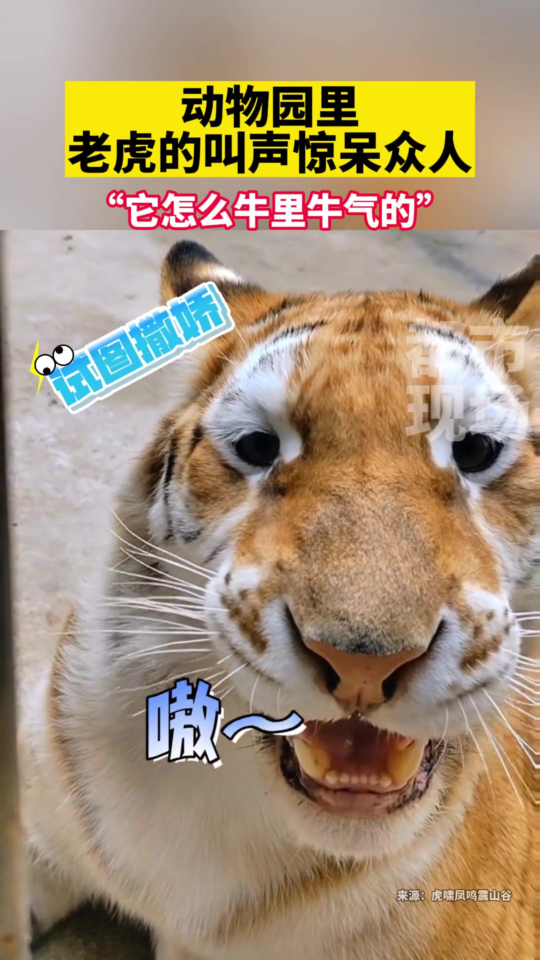 动物园里一老虎的叫声惊呆众人!
