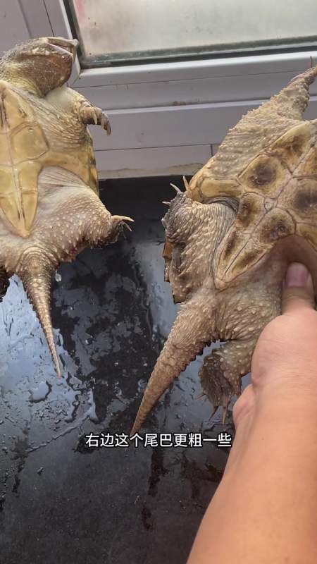 龟饭子一枚喜欢鳄龟关注我