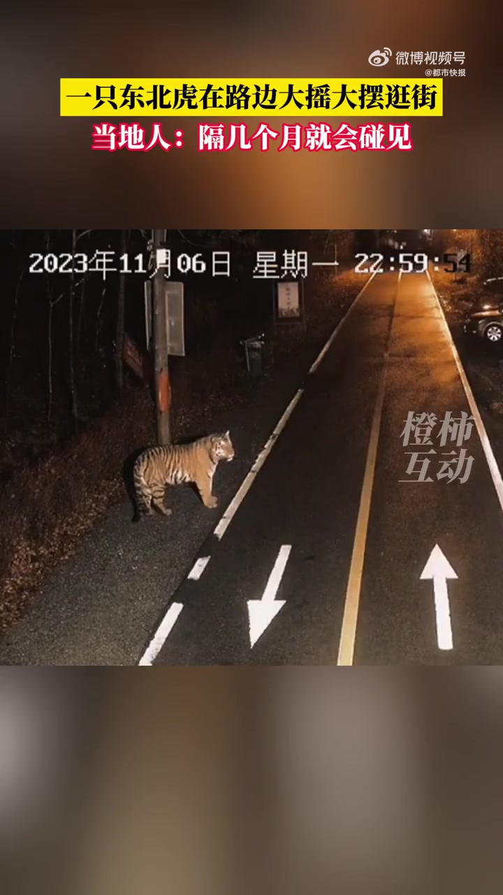 「东北虎在路边大摇大摆逛街「呆」」11月6日,吉林延边.