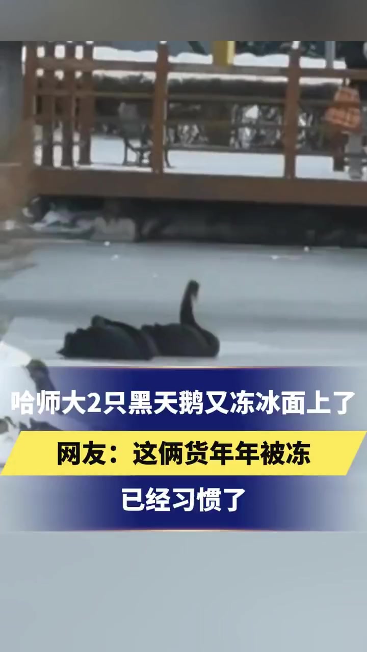 哈师大2只黑天鹅又冻冰面上了网友:这俩货年年年被冻已经习惯了