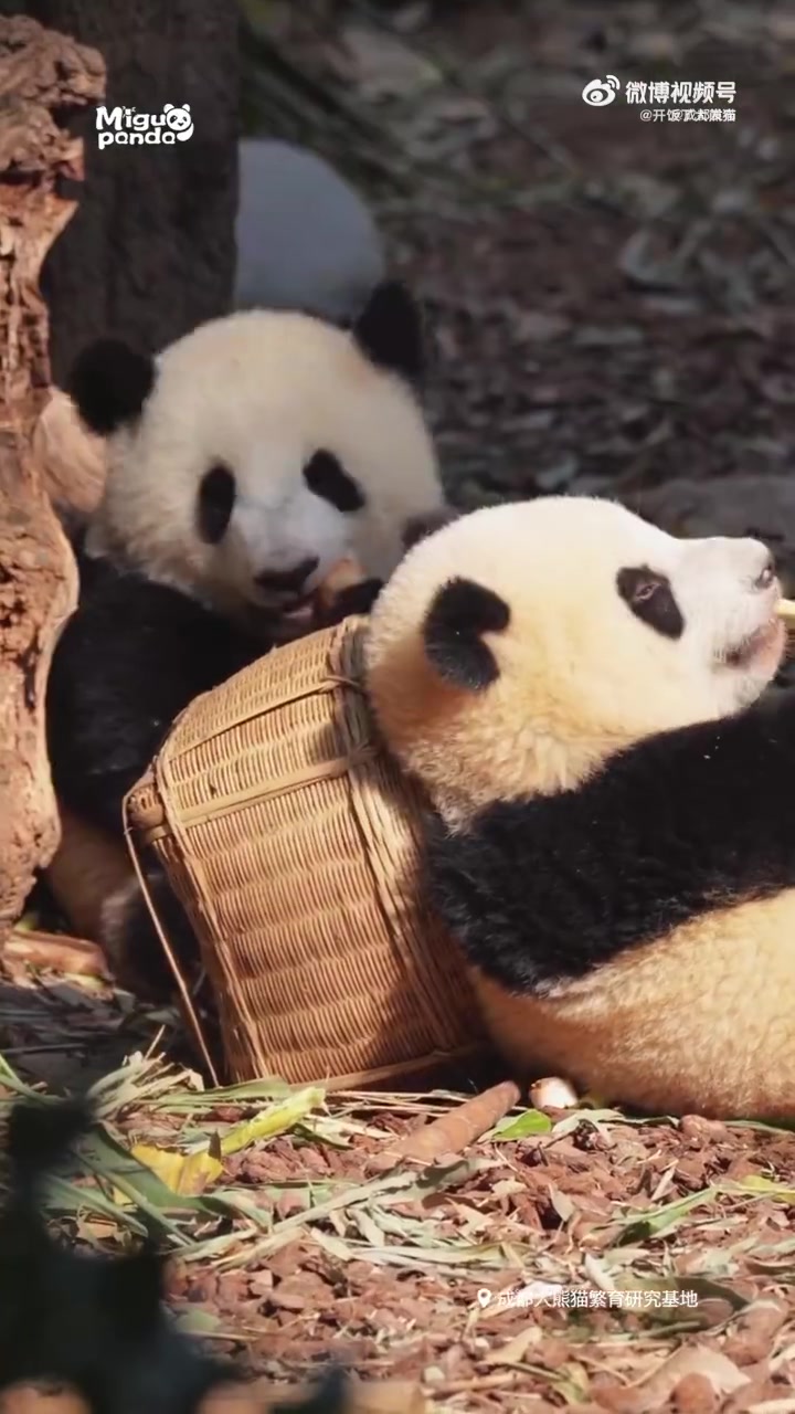 网友:完美诠释了什么叫"安逸"!(来源:开饭了大熊猫)