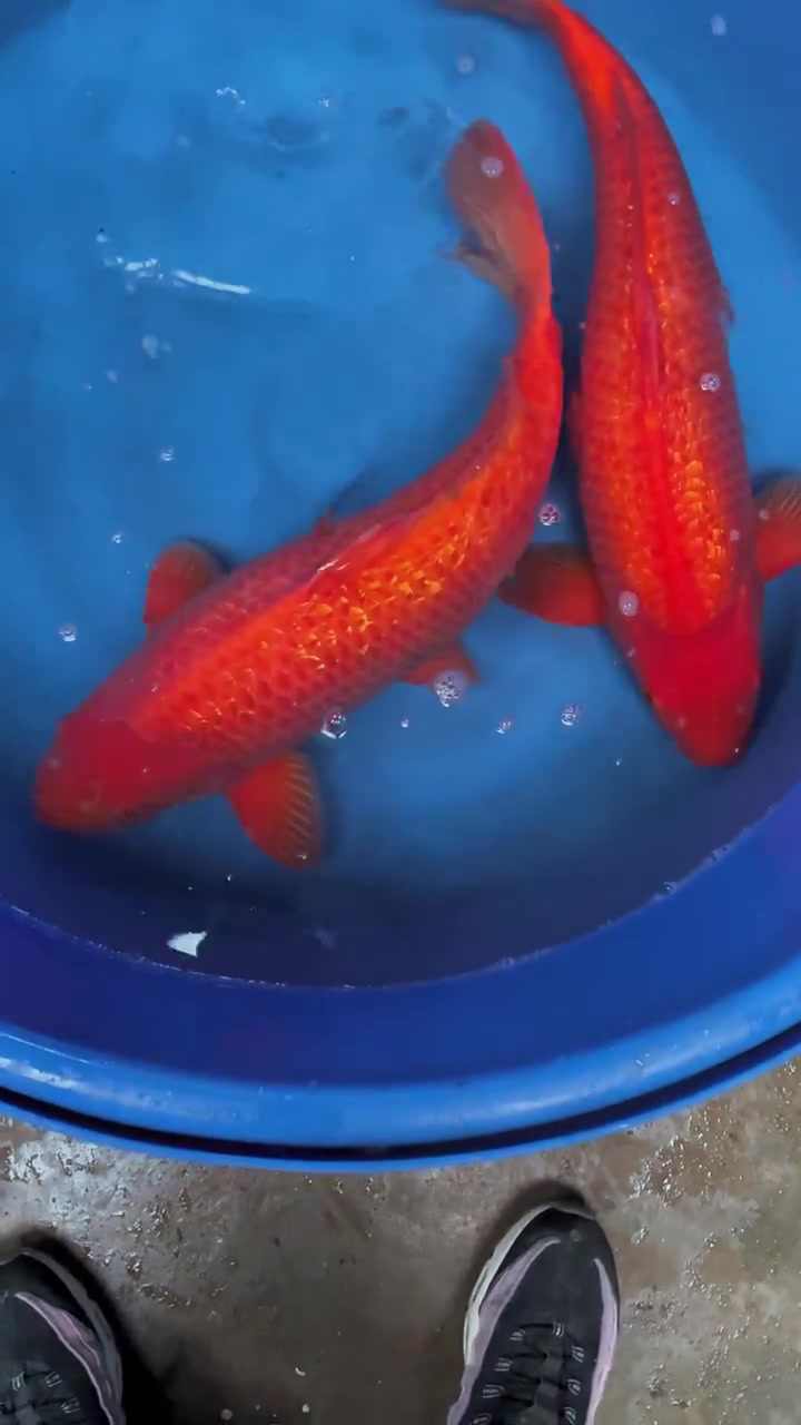 全红 尾形大炮火鲤