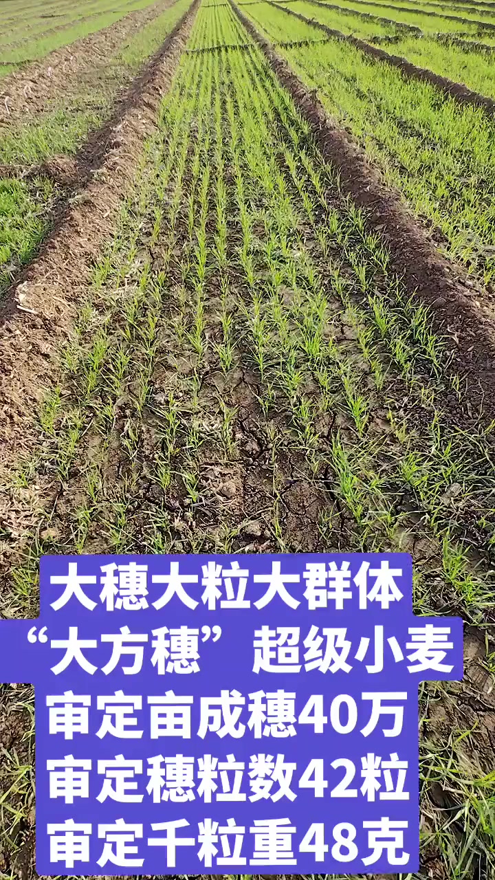 大穗大粒大群体,"大方穗"超级小麦:审定亩成穗40万,审定穗粒数42粒