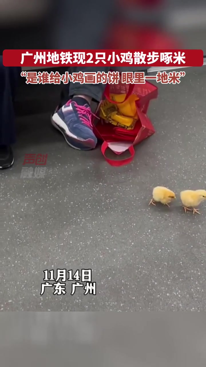 11月14日 广州地铁现2只小鸡散步啄米 网友:是谁给小鸡画的大饼!