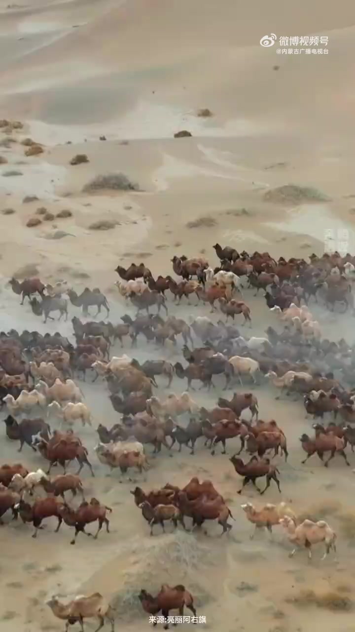 近日在内蒙古阿拉善右旗,牧民们将自家骆驼转入冬场进行放牧,场面震撼
