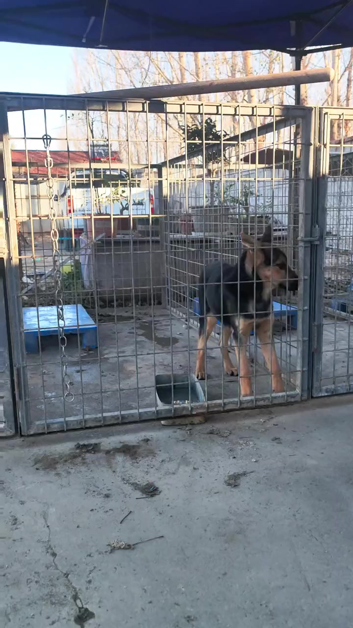 昆明犬黑背四个多月很乖的一头小母犬昆明犬