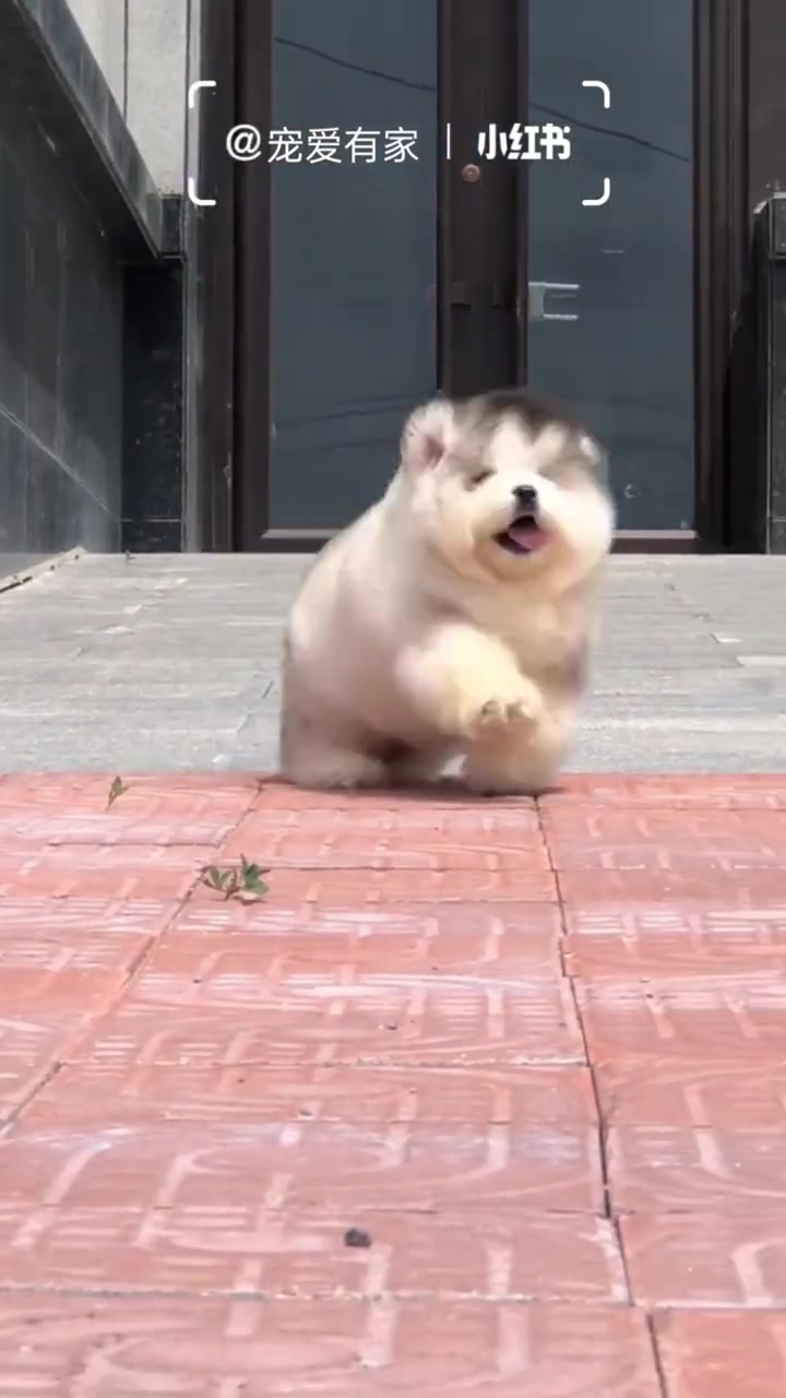 永远走不直的小短腿阿拉斯加