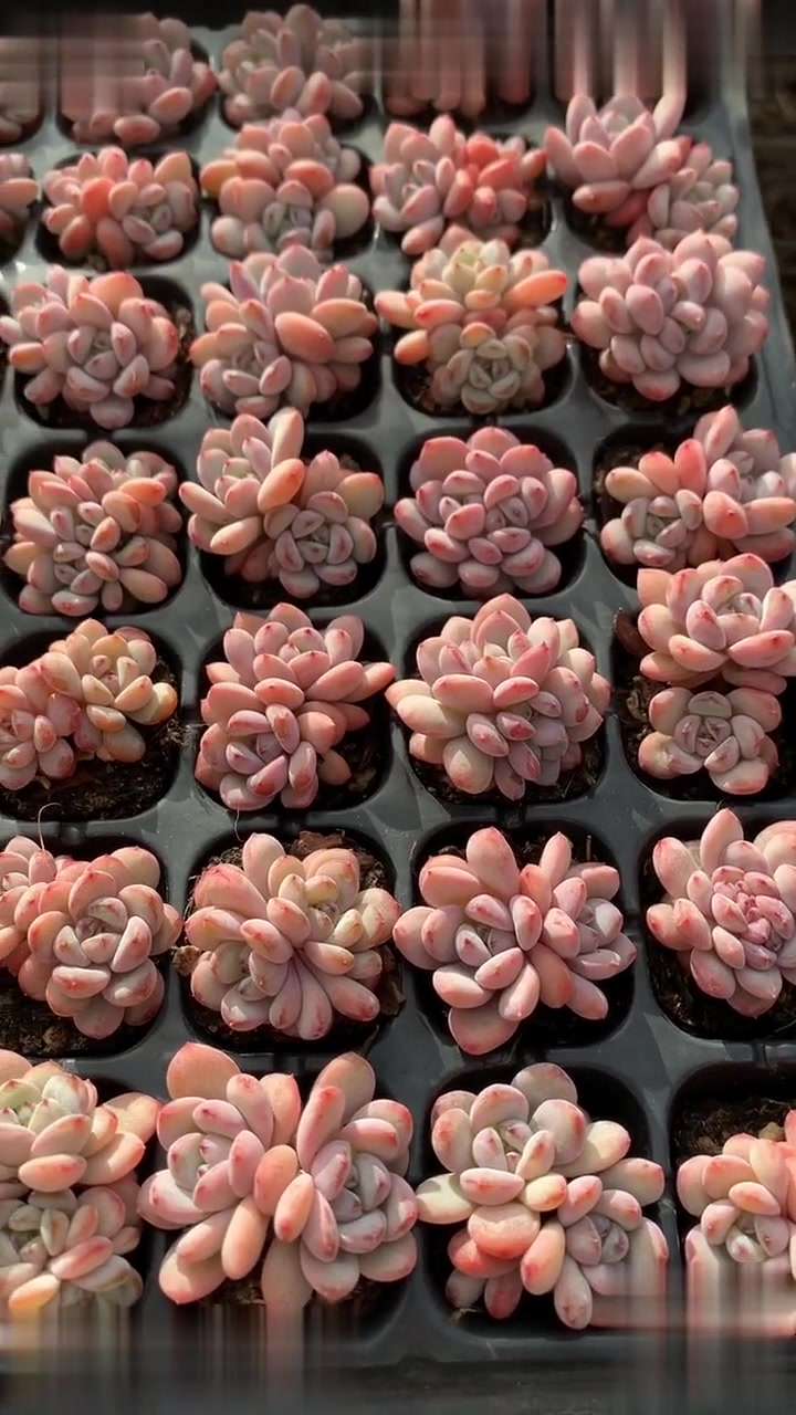 杂交新品星星雪多肉植物状态图糖心品种