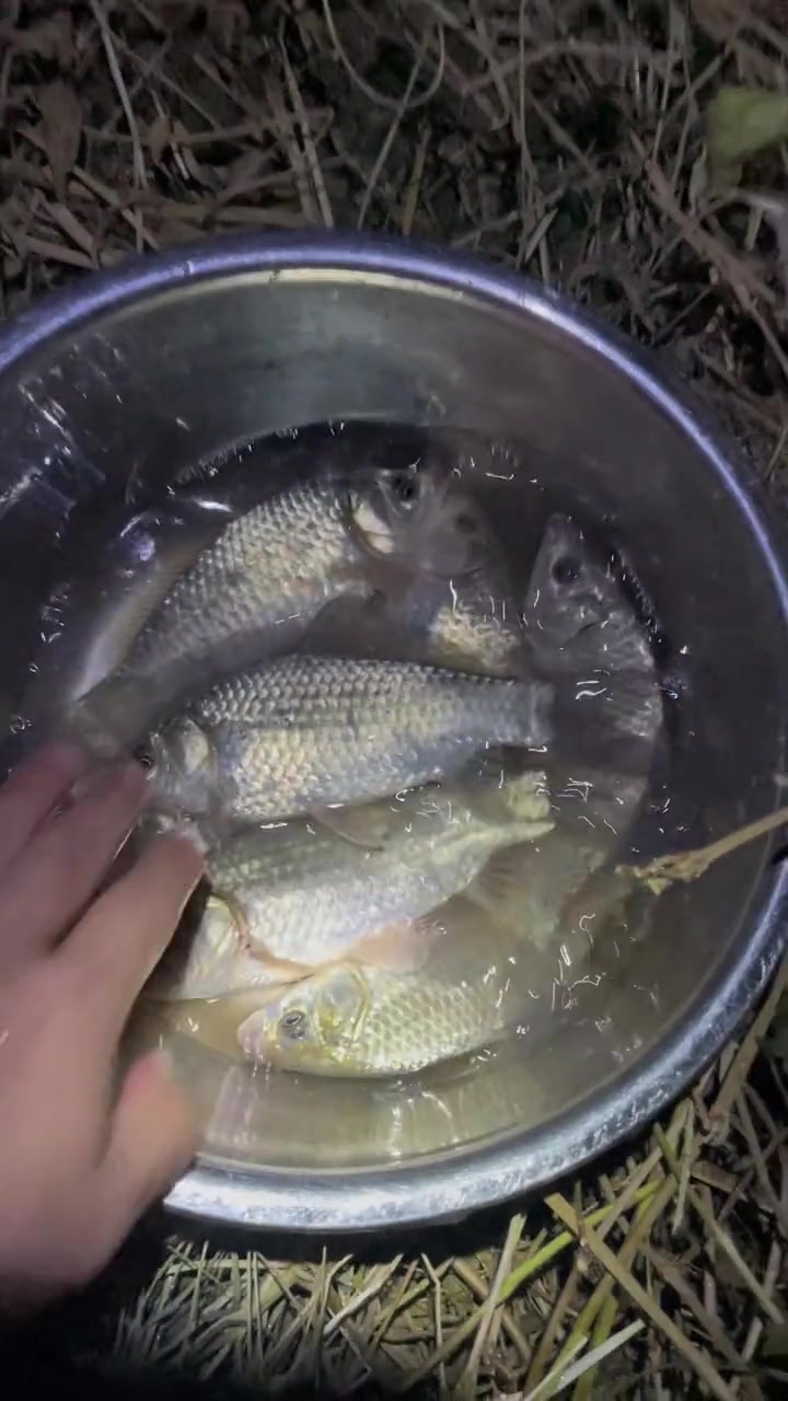 夜钓冬钓鲫鱼钓鱼人就是这么疯狂野生大板鲫野钓不空军鱼情不好我们上