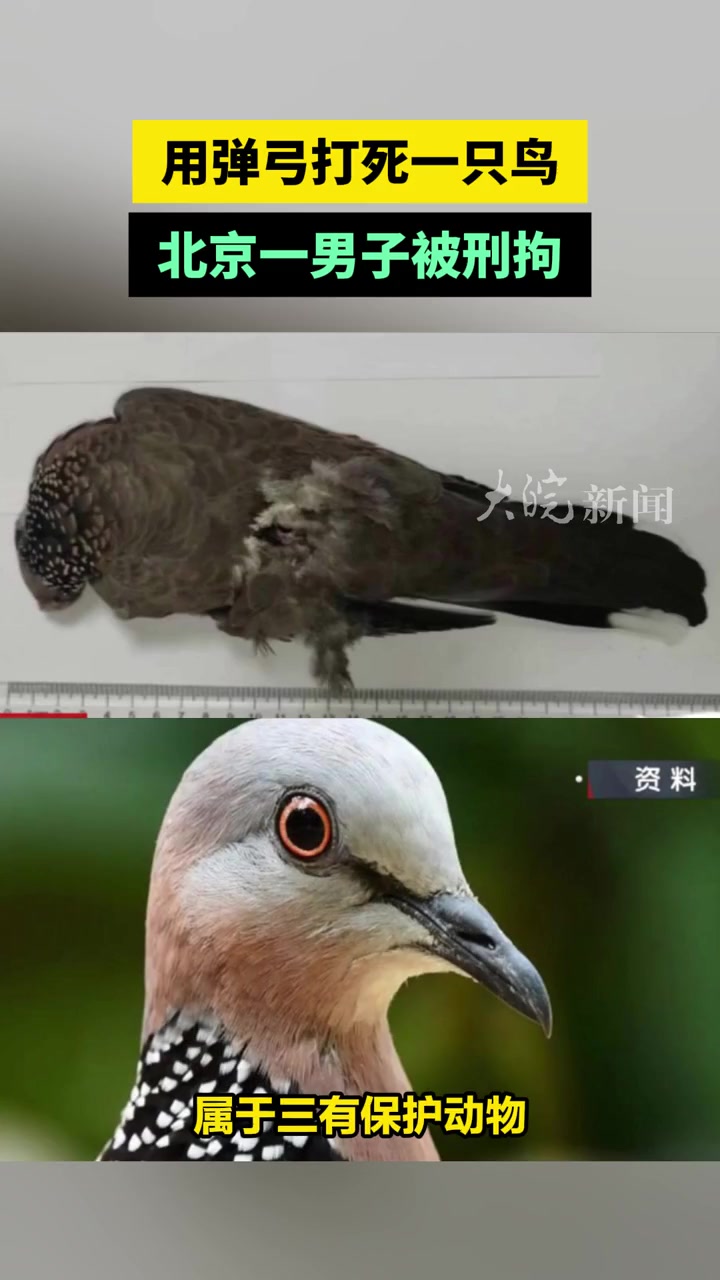 打鸟男子赵某因涉嫌非法狩猎被警方刑事珠颈斑鸠男子打死一只鸟被刑拘