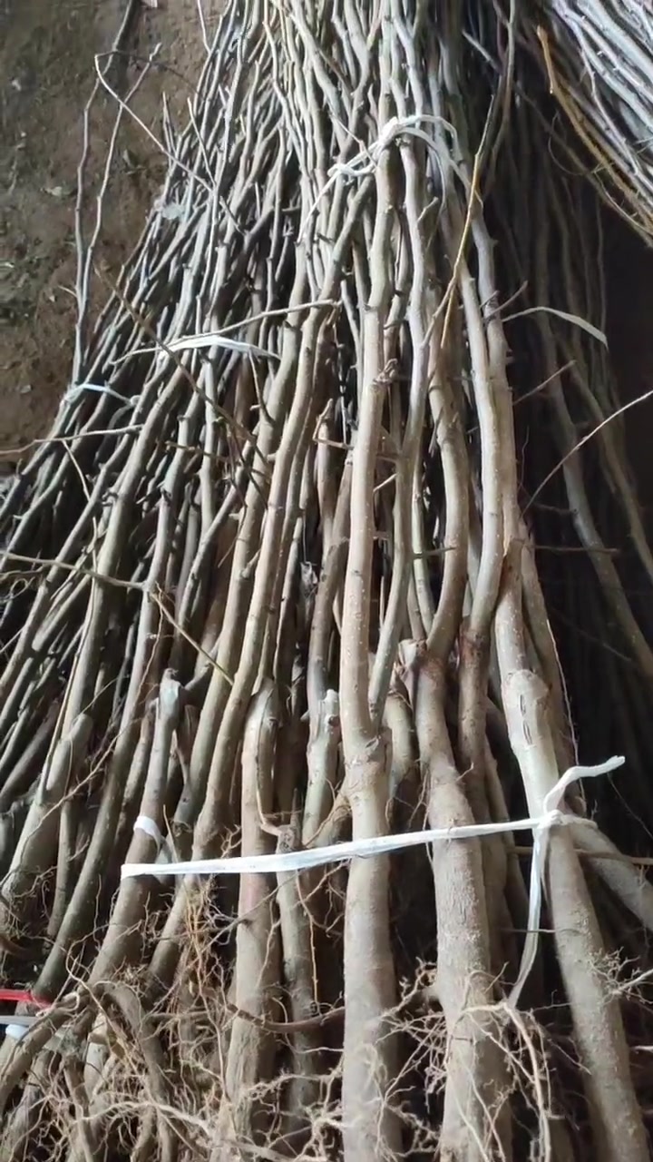 山农酥梨树苗,继续起苗发走,全部现挖苗,基地直发,哪里有山农酥梨树苗