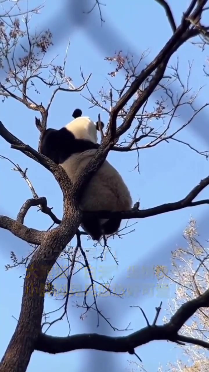惬意大熊猫坐树杈远望悠闲晃脚脚大熊猫白天坐树杈发呆小胖脚晃晃悠悠
