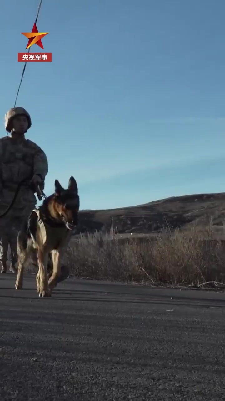 「军犬敖龙完成第500次巡逻「赞」」新疆塔城军分区卡梅斯台边防连