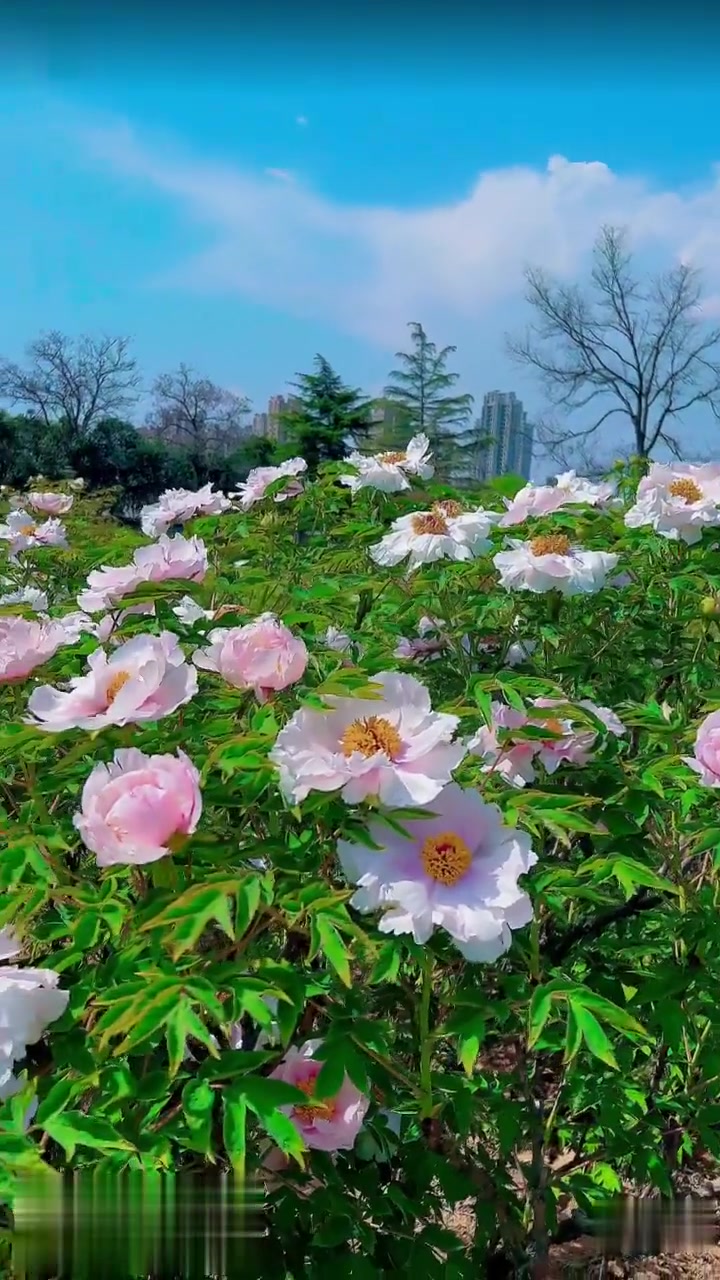 洛阳牡丹,如花似玉