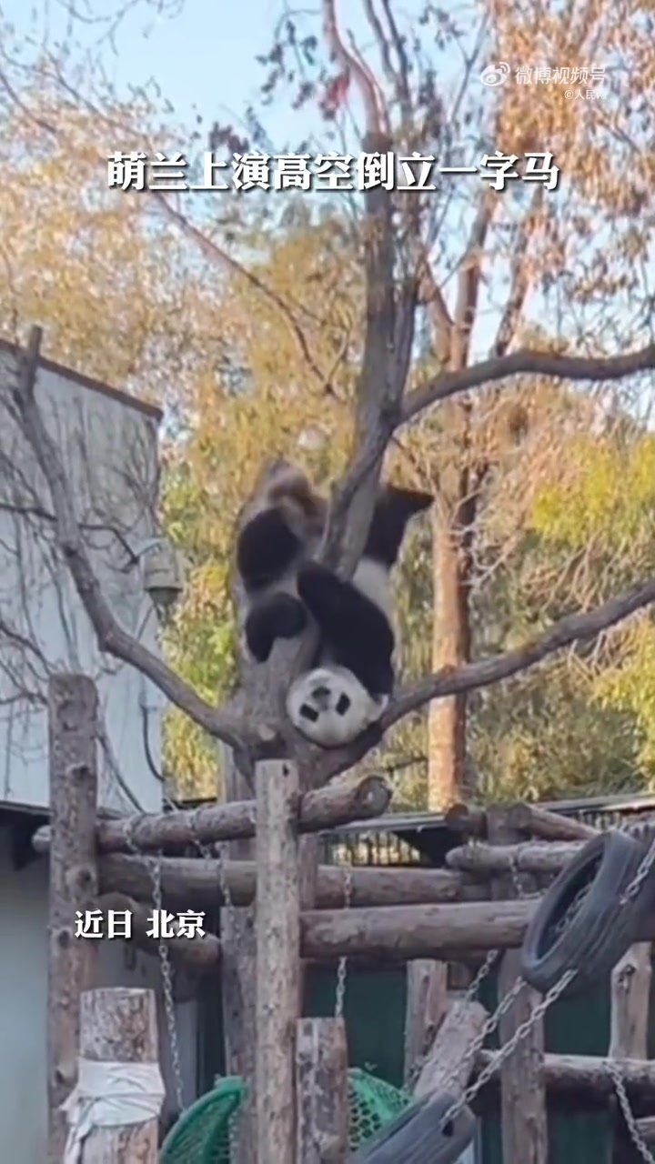 萌兰抱树上演高空倒立一字马」近日,北京,大熊猫"萌兰"倒挂在树上