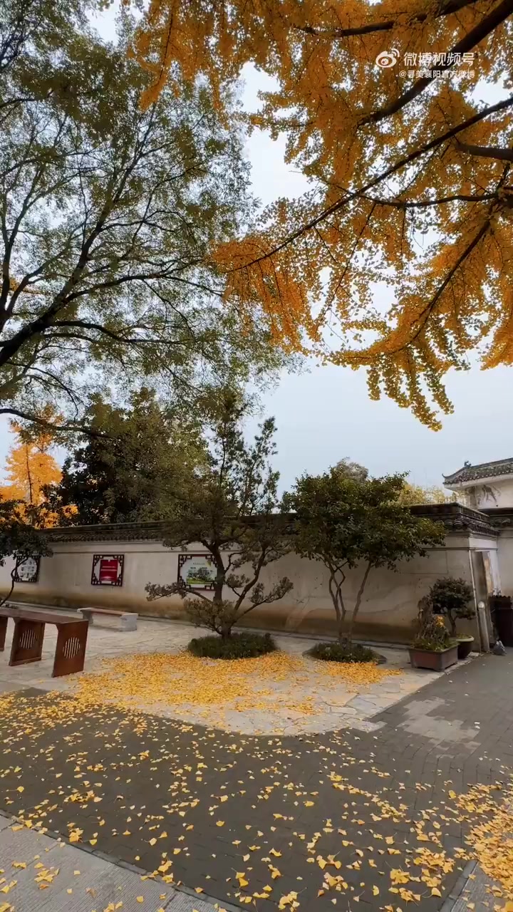 寻美襄阳襄阳米公祠的银杏叶等你来打卡寻美湖北寻美中国寻美湖北寻美