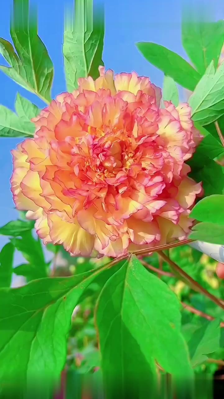 我的手机壁纸金阁牡丹,牡丹寓意富贵吉祥