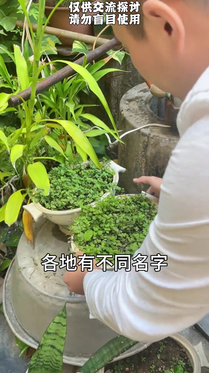 这种凹叶景天,老师傅说它也可以叫铁钉草,别名崖白菜,阔叶景天,你那有