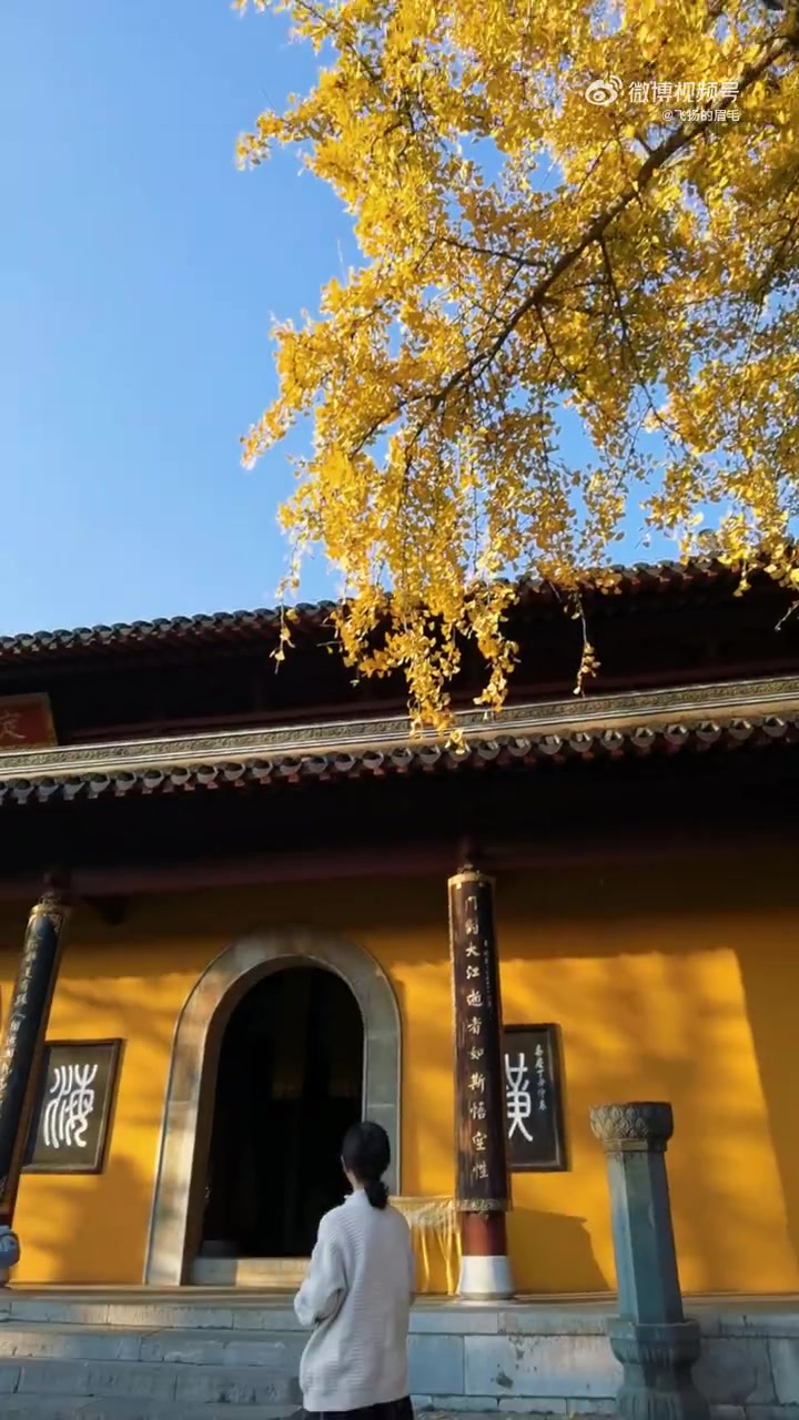 镇江焦山定慧寺门前有两棵银杏,枝繁叶茂,800多岁.每至树前,众人抚今
